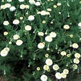 カモミール：ダブルフラワーカモミール3号ポット6株セット[ハーブ苗]