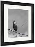 AshleyフレームプリントブラックCrowned Night Heron Denver公園、壁アートホーム装飾、ag6387439 40x34 Black Frame 6387439-AFPP1-B