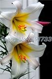 100 pcs lily seeds in bonsai indoor plants flowers calla lily seed beautiful garden flower sementes 