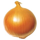 国華園　玉ねぎ苗　F1超極早生玉葱　100本【※発送が国華園からの場合のみ正規品です】