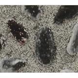 サンゲツ 店舗用クッションフロア 洗い出し 柄番CM-2261 サイズ 182cm巾×6m 〔日本製〕