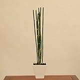 モダン盆栽：トクサ*受け皿付