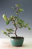 イワシデ（文様木）のミニ盆栽【現品】