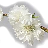 花桃 苗木 残雪しだれ（白） 12cmポット苗 ざんせつしだれ はなもも 苗 ハナモモ