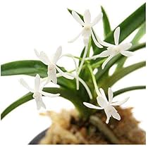 【超大型株】伊勢神宮風蘭　フウラン　着生ラン　素敵な香り有り　山野草　蘭　植物 Amazon.co.jp: （山野草）フウラン（風蘭）原種系 2．5～3号（1