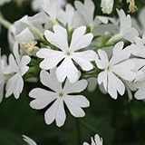 [ 日本桜草 ] 浮間白