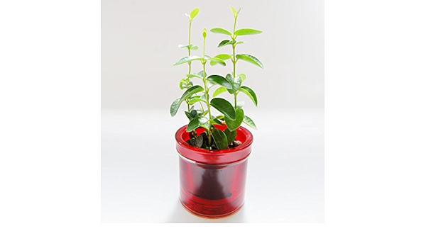 Amazon ハイドロカルチャー 水耕栽培 でお手軽観葉植物 楽ちん緑化計画 サクララン ホヤ ガガイモ レッド 観葉植物 オンライン通販