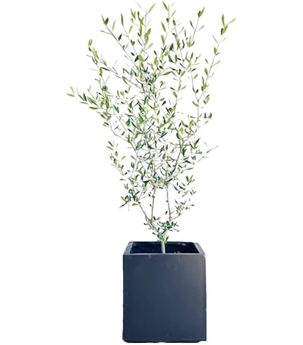 Amazon｜③ オリーブの木 souju 「シプレッシーノ」8号特大苗木最高