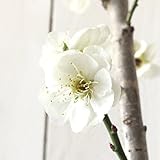 花梅 苗木 しだれ梅 (白) 12cmポット苗 はなうめ 苗 ハナウメ