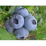 ブルーベリー 苗木 ブルーレイ 苗 2年生 挿し木苗 【 ノーザンハイブッシュ系 】