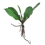 人工の葉と花 オンシジウムの葉 ラン 造花