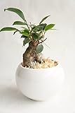 【業界初!!!!　純国産ひのきを使用した観葉植物。お部屋に広がるひのきの香りで癒しの空間に。】　ハイドロカルチャー　観葉植物　ガジュマル　ルンド白　ひのき