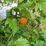 日本の木いちご（キイチゴ）：モミジイチゴ[もみじ葉イチゴ] 4号ポット[本州山野に自生するキイチゴ] ノーブランド品