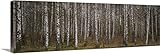GREAT BIGキャンバスギャラリー‐シルバーBirch Trees in a forest、Narke、スウェーデン 72" x 24" 22889_1_72x24_none