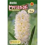 秋植え球根 ヒヤシンス カーネギー 白花 (230880)