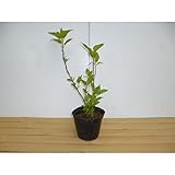 【ノーブランド品】 アジサイ・アナベル 樹高0.2m前後 13.5cmポット /