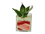 花市場直送便 サンスベリア(カラーサンド植え) ブロックL ピンク/赤