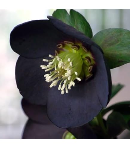 Amazon.co.jp: 【ブラックパール】 一重咲きクリスマスローズ 3号