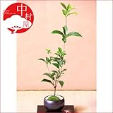 【キンモクセイ】金木犀　香りの盆栽ギフトプレゼントに