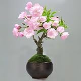 盆栽妙 一才桜(旭山)　瀬戸焼小鉢 樹高13cm×幅10cm