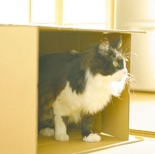 ダンボールに囲まれて(初回生産限定盤)(DVD付)