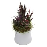 Mixed Succulent With White Planter Set of 2