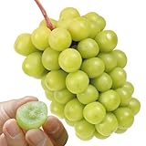 国華園　果樹苗　ブドウ　シャインマスカットＰ　5株【※発送が国華園からの場合のみ正規品です】