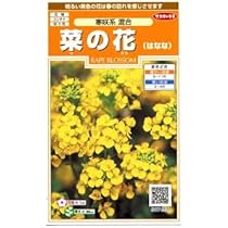 菜の花 41NekX-hoML._AC_UL210_SR210,