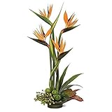 【LORIA・JP 品】Strelitzia Juncea ストレリチア・ユンケア 種子 観葉植物 100粒/バッグ