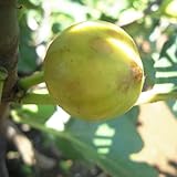 イチジク 苗木 カドタ 13.5cmポット苗 いちじく 苗 無花果