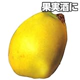 国華園　果樹苗　カリン　1株【※発送が国華園からの場合のみ正規品です】