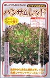 レタス・ハンサムレッド　約100粒