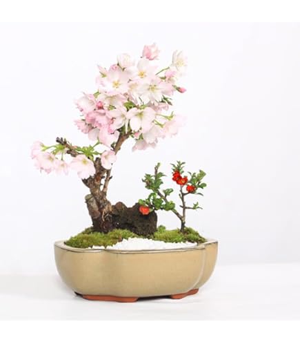 Amazon｜盆栽 花芽付き！皐月（サツキ）（星の輝）の鉢植え（4513