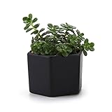 T4U 7CM 陶器ミニ植木鉢 六角形 マット表面 多肉植物 サボテン鉢 フラワーポット プランター容器 黒