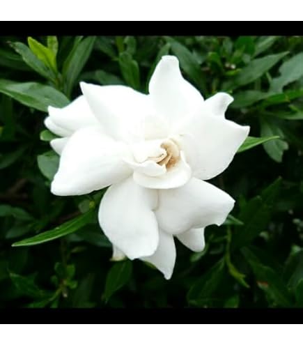 クチナシ　専用 玄人志向 クロウトシコウ USB3.0RA-P2H2-PCIE｜ツクモ公式通販サイト