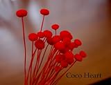 ~Coco Heart~　アマレリー　レッド　３０本　（木の実・ドライフラワー）