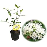 Amazon 人気のハーブ レモンバーベナ 料理 ハーブティー 香り 観葉植物 オンライン通販