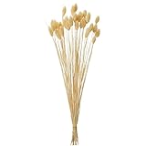 東京堂 ドライフラワー ポアプランツ(15g入り) FD004571-004