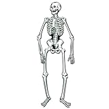 Beistle Jointedスケルトン、4-feet 7-inch