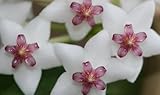 Hoya lanceolata subsp. lanceolata - Porcelainflower - Wax Plant - 10 seeds