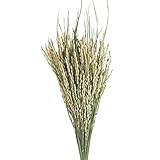 東京堂 ドライフラワー イナホ束(50本入り) DT060026