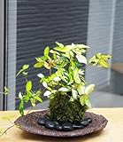 黄金と緑色の葉が美しい苔玉【テイカカズラの苔玉・くらま岩器セット】 (敷石の色（黒）)