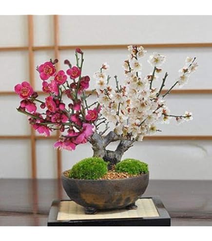 Amazon.co.jp: 梅盆栽 盆栽 (思いのまま梅咲き分け梅) : DIY・工具