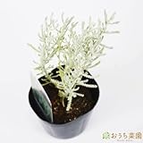 サントリナグレー 【苗】 ９ ｃｍ ポット ＜当店は 苗 種 鉢 培養土 ニーム の専門店＞