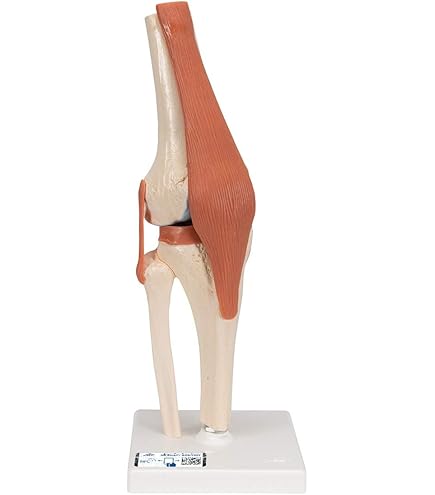 Amazon.co.jp: 膝関節機能模型(ドイツ ソムソ社製) : 産業・研究開発用品