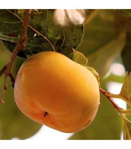 Amazon | 渋柿の苗木 愛宕柿（あたごがき）の苗木 13.5cmポット苗 接木