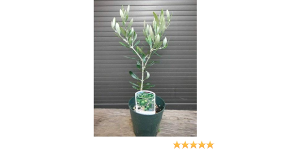 Amazon オリーブ苗木 アルベキナ アーベキーナ 全長 30cm前後 植木