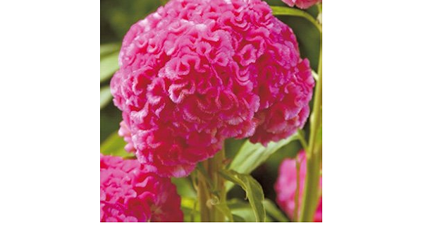 Amazon けいとう 鶏頭 種 久留米 ローズ 小袋 けいとう 鶏頭 の種 花