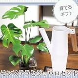 モンステラ 茶かご付き ＋ IKEAジョウロ-ホワイトセット