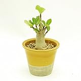 (株) 赤塚植物園 ① NSD アデニウム ラカトーン　B0160　（Socotranaum Golo Bell） ※陶器鉢（色指定不可）